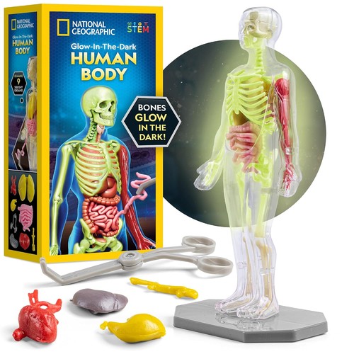 Human body anatomy model - human,