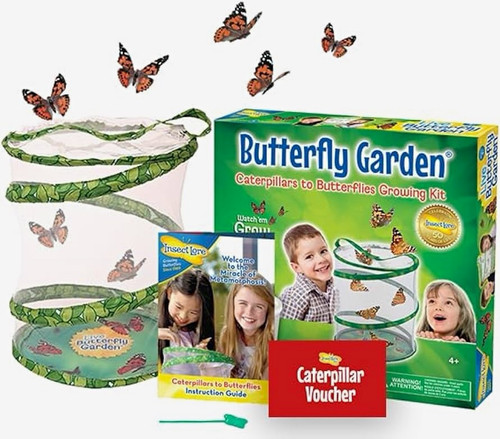 Insect lore butterfly - insect,