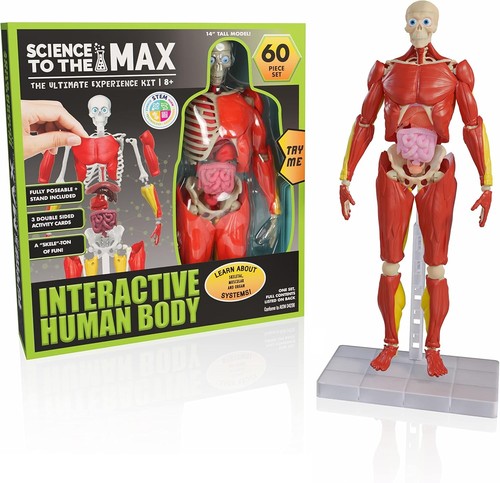 Human body interactive - human,